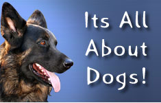 Its All About Dogs In India
