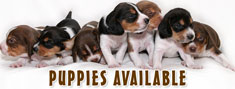 Puppies Available In India
