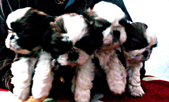 Pups